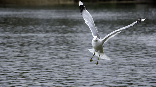 Seagull flying over lake