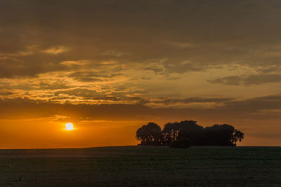 Grove on the field and sunset with clouds.