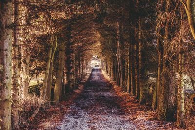 Pathway along trees in forest