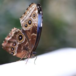 Close-up of butterfly