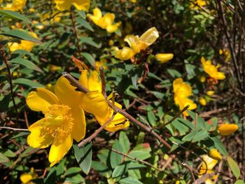 Close-up of yellow flowering plant