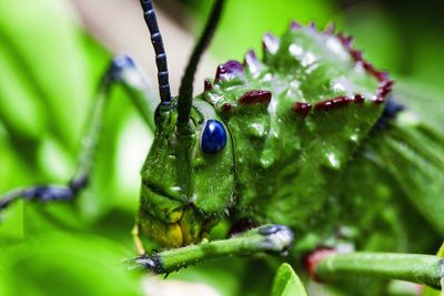 Close-up of insect on plant