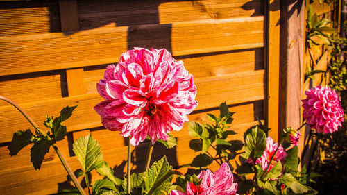 Close-up of pink flower pot