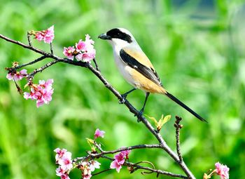 Close-up of bird perching on flower