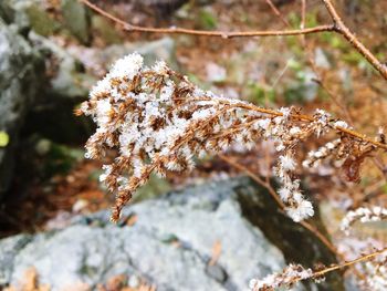 Close-up of frozen plant