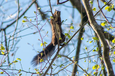 Low angle view of bird perching on tree