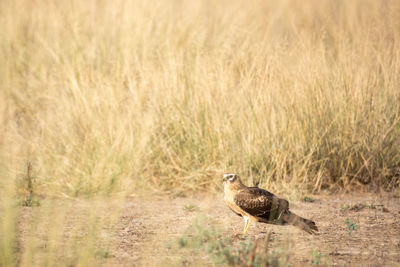 Bird on a field