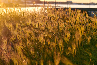 Wheat field against plants
