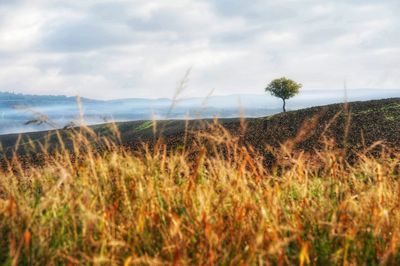 Scenic view of field against sky