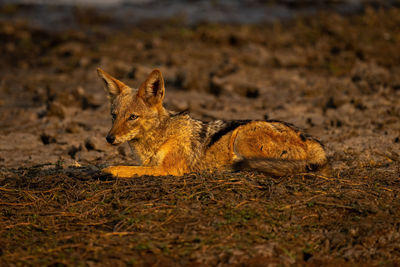 Fox on field