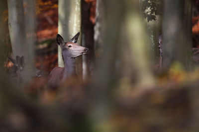 View of a reptile on a tree