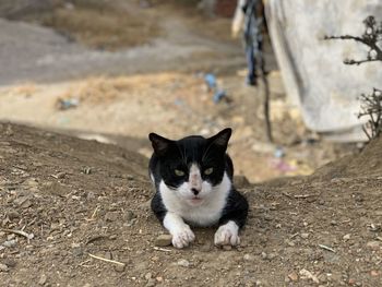 Portrait of black cat