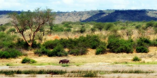 View of a horse on field