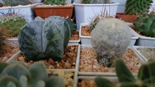 Close-up of potted plants for sale at market