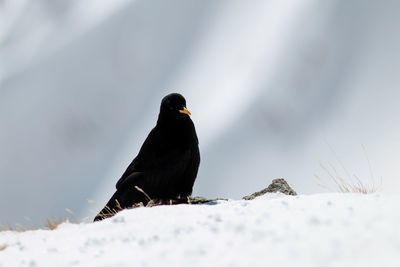 Close-up of bird perching on snow