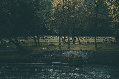 Flock of sheep grazing on field in forest