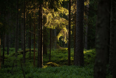 Trees in forest