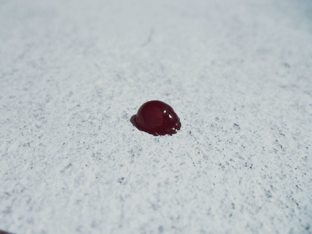 insect, one animal, animal themes, animals in the wild, wildlife, close-up, selective focus, high angle view, nature, ladybug, textured, snail, red, animal shell, day, no people, outdoors, brown, animal antenna, full length