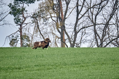 Horse running on field