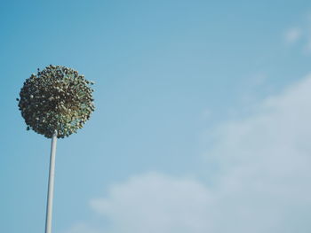 Low angle view of flower against blue sky