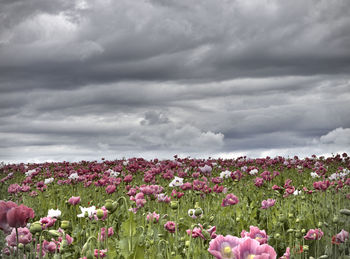 Pink flowering plants on field against sky