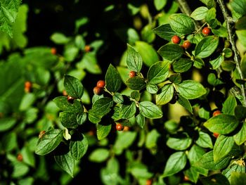 Close-up of berries growing on plant