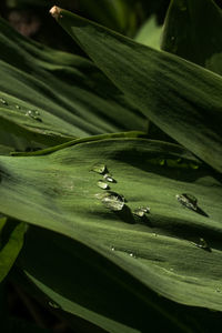 Close-up of water drops on leaves