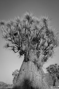 Low angle view of flower tree against clear sky