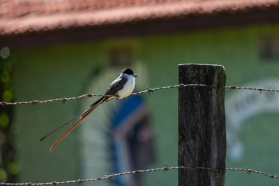 Bird perching on wooden post