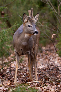 animal