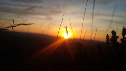 Close-up of silhouette plants against sunset sky