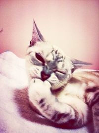 domestic cat