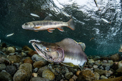 Pink salmon's run in rausu, hokkaido , japan