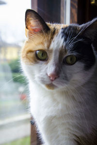 Close-up portrait of cat