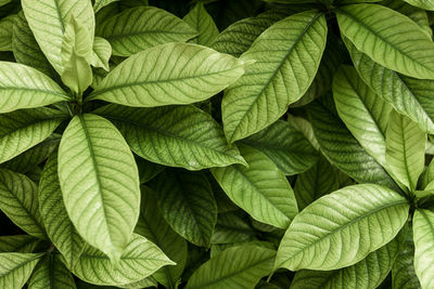 Full frame shot of green leaves