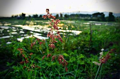 Close-up of plant growing on field