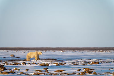 Polar bear stands among rocks on tundra