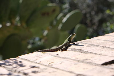 Close-up of lizard on bricks