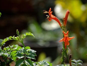 Close up of red flower