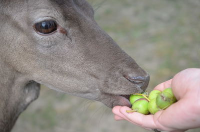 Close-up of hand eating