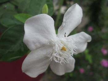 Close-up of white flower blooming outdoors