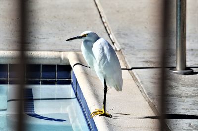 View of snowy egret perching at the pool 