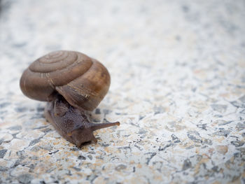 Close-up of snail