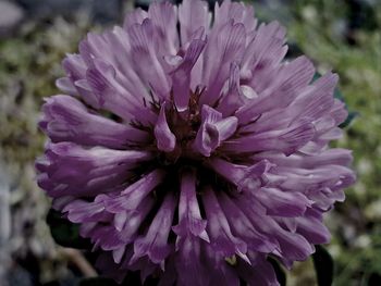 Close-up of purple flowers blooming outdoors