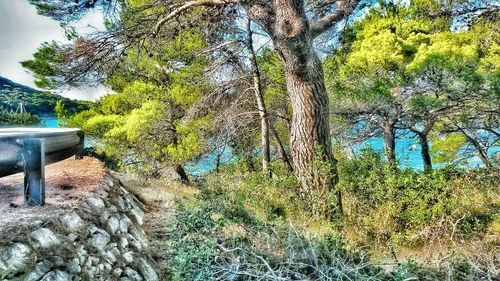 Plants growing by river in forest