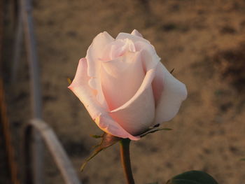 Close-up of rose in field