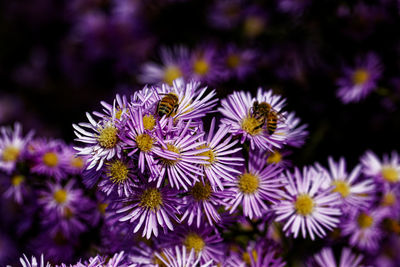 Close-up of pine tree