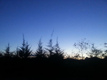 Silhouette trees against clear sky at dusk