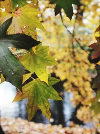 Close-up of maple leaves during autumn