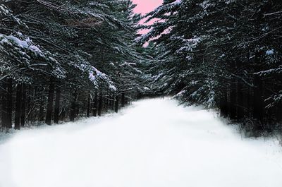 Snow covered trees against sky